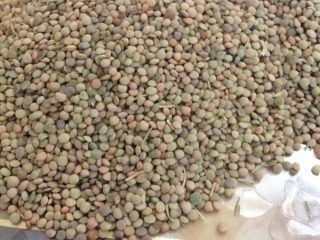 1、兰州扁豆面,准备扁豆，倒桌上，将扁豆里的石子，垃圾等等，摘出来（我一个人摘，过程有点慢，人多，摘起来快）