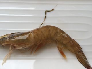 1、海虾烧冬瓜#有个故事#,虾洗净从虾背部把虾线抽出