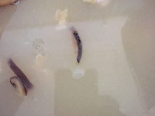 13、香菇滑鸡粥,把腌制好的鸡肉和香菇一起放入锅中