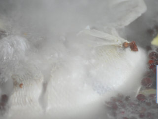 7、鲈鱼娇汤,大火煮开。