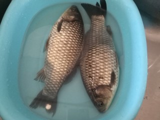1、鲫鱼汤，你真的会煮吗？,活鲫鱼2条