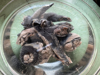 6、当归乌鸡汤,捞出过凉水,热胀冷缩,保持鸡肉紧致。