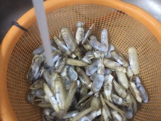 5、爆炒圣子,捞出来的圣子冲洗一下备用、把沙子冲洗掉