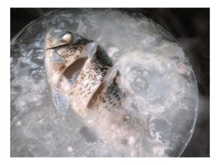 3、#宝宝辅食#鲫鱼豆腐汤 10M+,倒入开水，没过鱼身，加入姜片及少许料酒（小宝宝可以不加，用柠檬汁代替）；