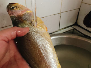 3、清蒸黄鱼,清水洗净。