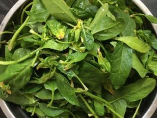 5、毛蛤肉拌菠菜,菠菜去根部，清洗洗净。