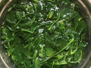 7、毛蛤肉拌菠菜,将焯过水的菠菜捞出，立即放凉水中过凉。