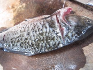 3、鲫鱼豆腐汤,抠出腥线,一手持刀,边拍边拉很容易就取出来了,另一边也用同样的方法取出腥线。