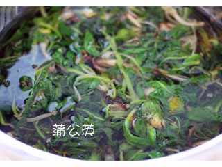 3、虾仁野菜盒子,蒲公英提前摘干净焯水捞出沥干用清水浸泡一下备用……