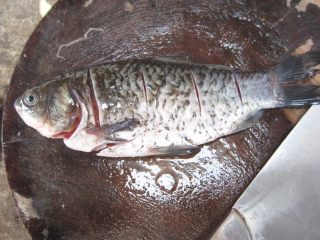 4、鲫鱼豆腐汤,去除腥线后,分别在鱼背上再横切两刀,便 于入味。