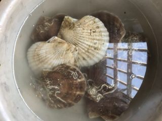 1、粉丝蒸扇贝,扇贝买回来后用细盐水浸泡一会儿，用刷子把贝壳刷洗干净。