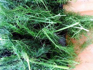 1、茴香饺子，最美的遇见,茴香清洗干净。