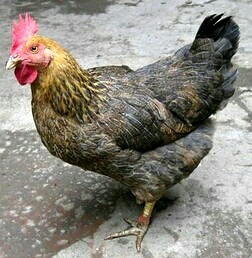 1、铁锅糊米鸡,对就是她，外婆趁她买没有出圈浪就把她老公劫了。