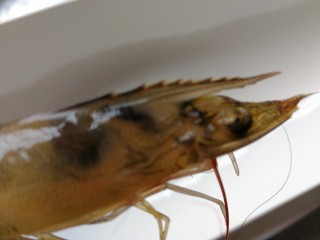 2、自制虾油,看到这个虾枪了吗？