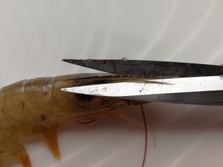 3、自制虾油,剪掉