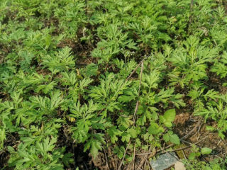 1、自制艾粿（清明粿、青团）,每年到3、4月份，在田边或者草地边上，都会生长这种艾草，我觉得比鼠曲草更加清香；