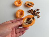 2、枇杷炖川贝,枇杷洗净，去核去皮。