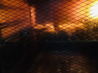 18、烤箱版酥香猪排,上下火190度20分钟。