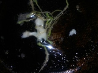 2、#千花万蕊待食来#    香菜鸡蛋灌饼,炒锅放猪油和香菜根小火炒香，制香菜油。