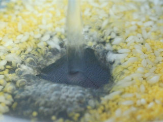 2、橙香米糕,放入奶锅中，加入足量的水。