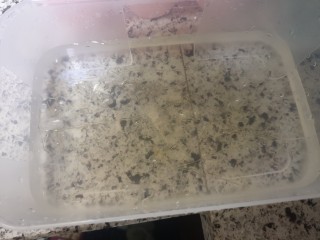 2、宝宝无糖奶酪棒,吉利丁片出去凉水泡软,我加了点冰块给水降温。