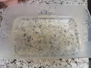 4、宝宝无糖奶酪棒,吉利丁片泡软待用,注意不要让它们黏在一起