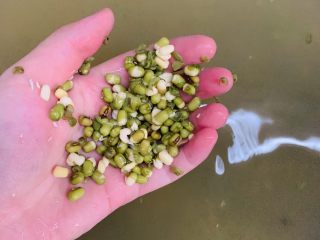 5、自制绿豆沙馅料(不去皮版本),用手淘米一样搓洗半分钟。