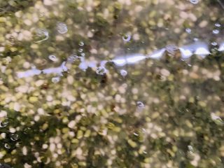 6、自制绿豆沙馅料(不去皮版本),可以看到绿豆皮都浮在水面了。