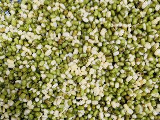 11、自制绿豆沙馅料(不去皮版本),绿豆捞出沥干水份。