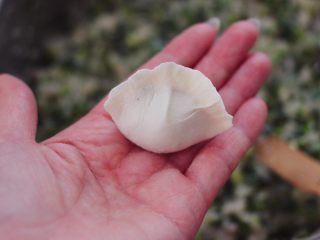 22、鲜美无比的鲅鱼饺子,包成自己喜欢的模样就可以了。