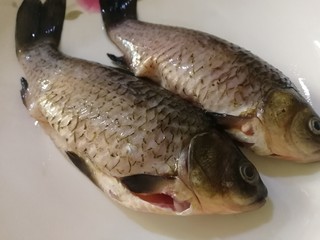 6、冬瓜鲫鱼汤,鲫鱼去鳞去鳃,去内脏,清水洗净。