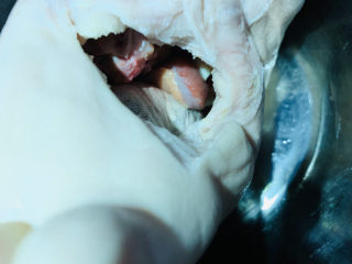 11、胡椒猪肚鸡,猪肚开的口比较小,切块的鸡肉刚好可以塞进去;