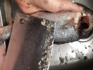 2、清蒸鲈鱼,先把鱼鳞处理干净