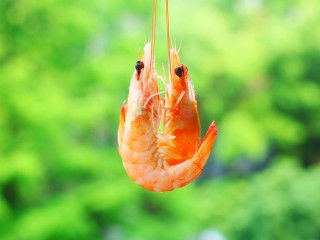 18、鲜嫩无比的白灼虾,漂亮。