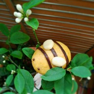 宝宝最爱的小蜜蜂豆包