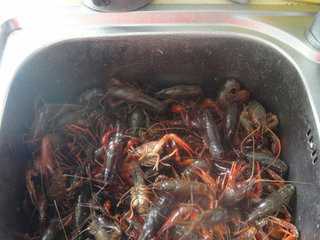 1、湖南麻辣小龙虾,小龙虾