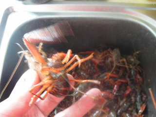 2、湖南麻辣小龙虾,先把小龙虾尾翅中间一片拉出抽出虾肠