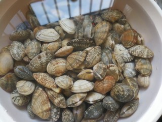 1、吃了不怕长胖的美食___酱爆花蛤,花蛤洗净