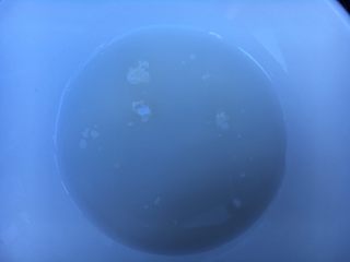 7、蚝油杏鲍菇,水和淀粉也调匀备用