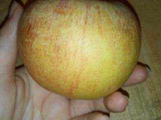 2、苹果小米粥,苹果一个备用