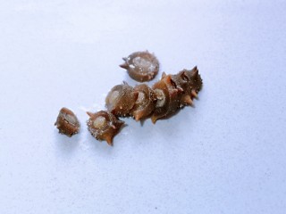 11、营养早餐 海参蒸蛋羹,10分钟后将海参取出,切小块。