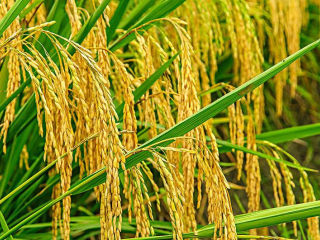 2、红枣南瓜粥,秋收的季节，黄灿灿的稻穗垂下来的样子很美。