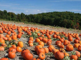 7、红枣南瓜粥,南瓜在地里面的时候也很壮观呢。