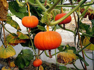 8、红枣南瓜粥,如果在农村，去南瓜架子下摘个大南瓜回来吧。