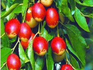 12、红枣南瓜粥,特别喜欢在树上的大枣，十一期间回老家，有枣树，我们就爬树摘大枣。