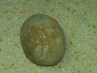 4、皮蛋粥——品臻客五常稻花香粥米,皮蛋一个