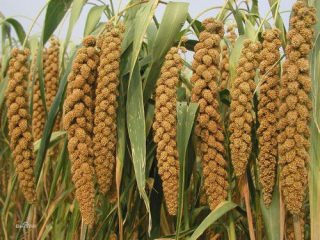 4、红豆小米粥,以前不知道，原来小米长在穗上是这个样子的。