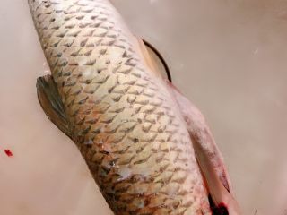 1、酸菜鱼,买一条草鱼杀好