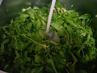 16、从零开始包馄钝—荠菜冬笋虾皮鲜肉馄钝,把荠菜洗干净。