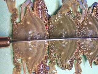 1、早餐海蟹海鲜粥,准备三个新鲜的海蟹
